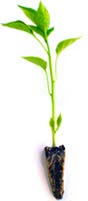 Pepper_plant