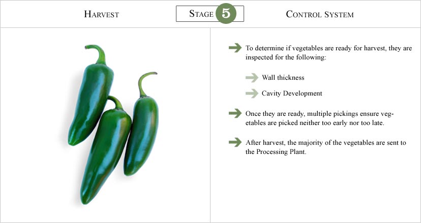 Stage_5