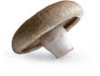 Mushroom_portabella