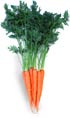 Carrots