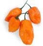 Pepper_habanero