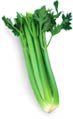 Celery