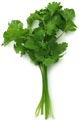Cilantro
