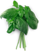 Basil