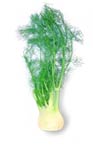 Fennel