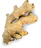 Ginger