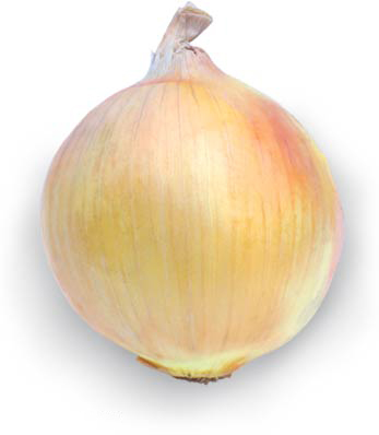 Onion_yellow