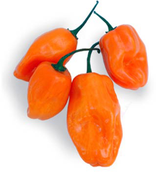 Pepper_habanero