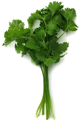 Cilantro-2
