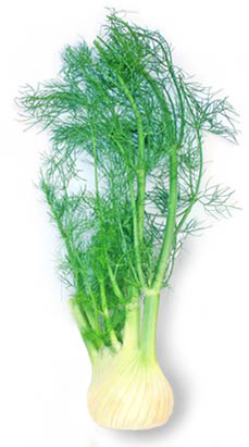 Fennel