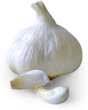 Garlic