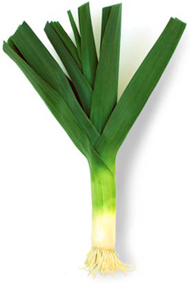 Leek