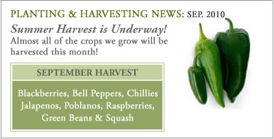 Planting_harvest_sep10