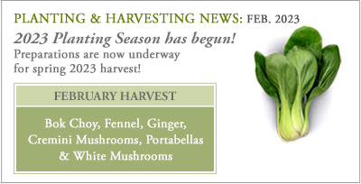 Plant_harvest_feb23
