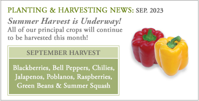 Plant_harvest_sep23