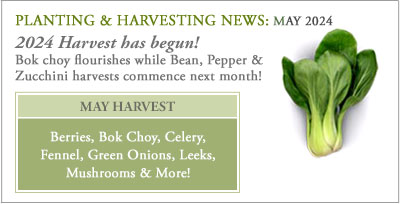 Plant_harvest_may24