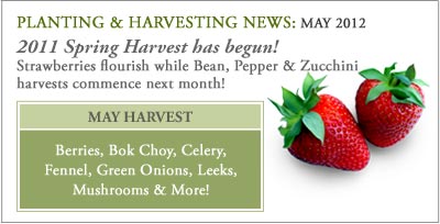 Plant_harvest_may2012