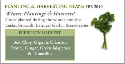 Plant_harvest_feb10