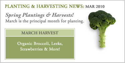 Plant_harvest_mar10